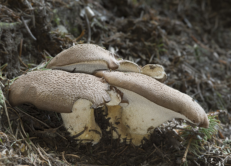 Albatrellus pes-capreae